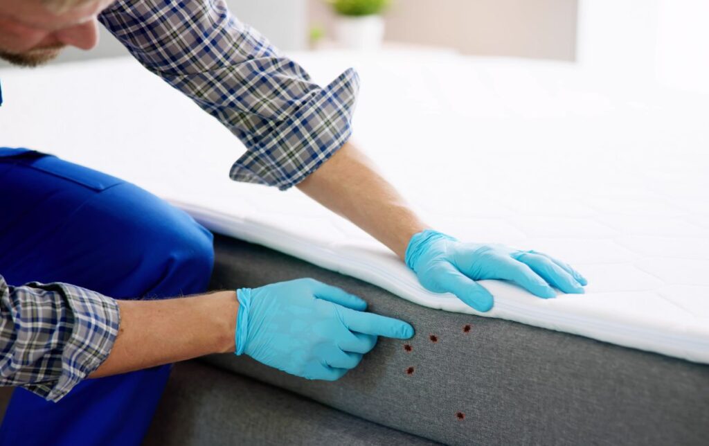 identitfier les punaises de lit