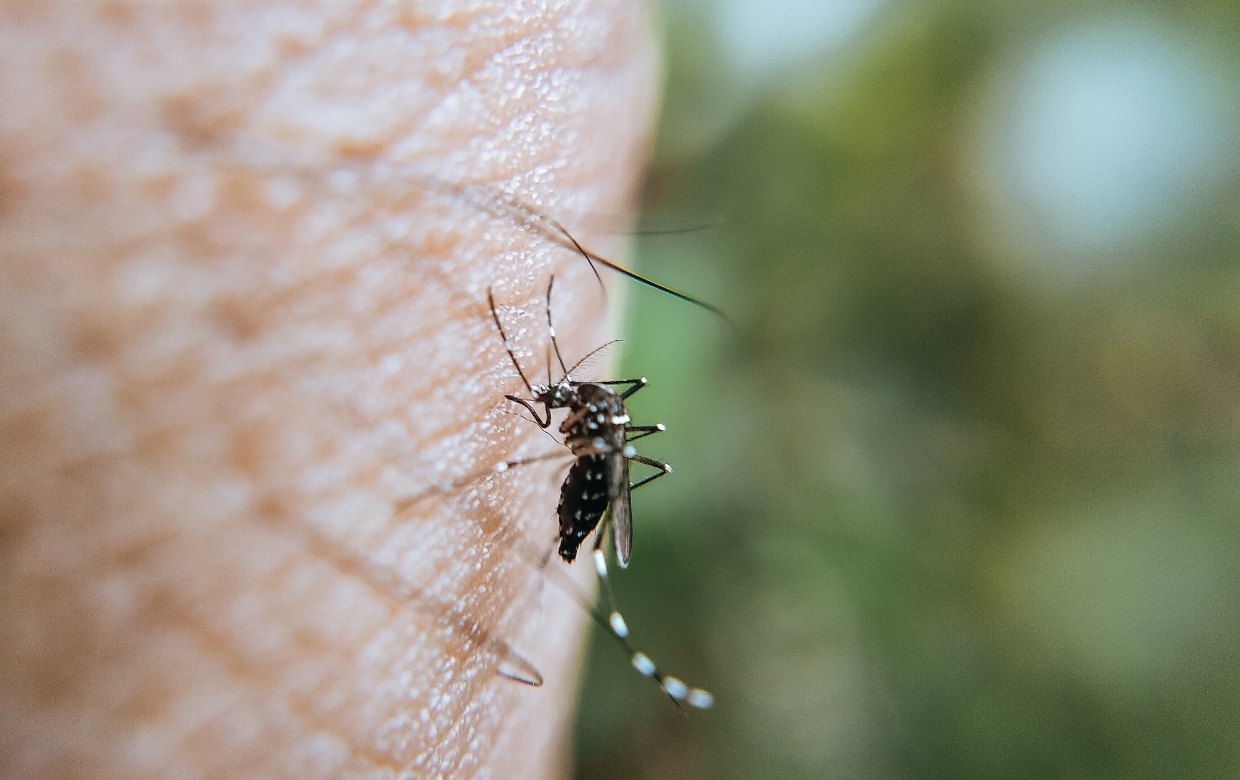 moustique pique à l'exterieur