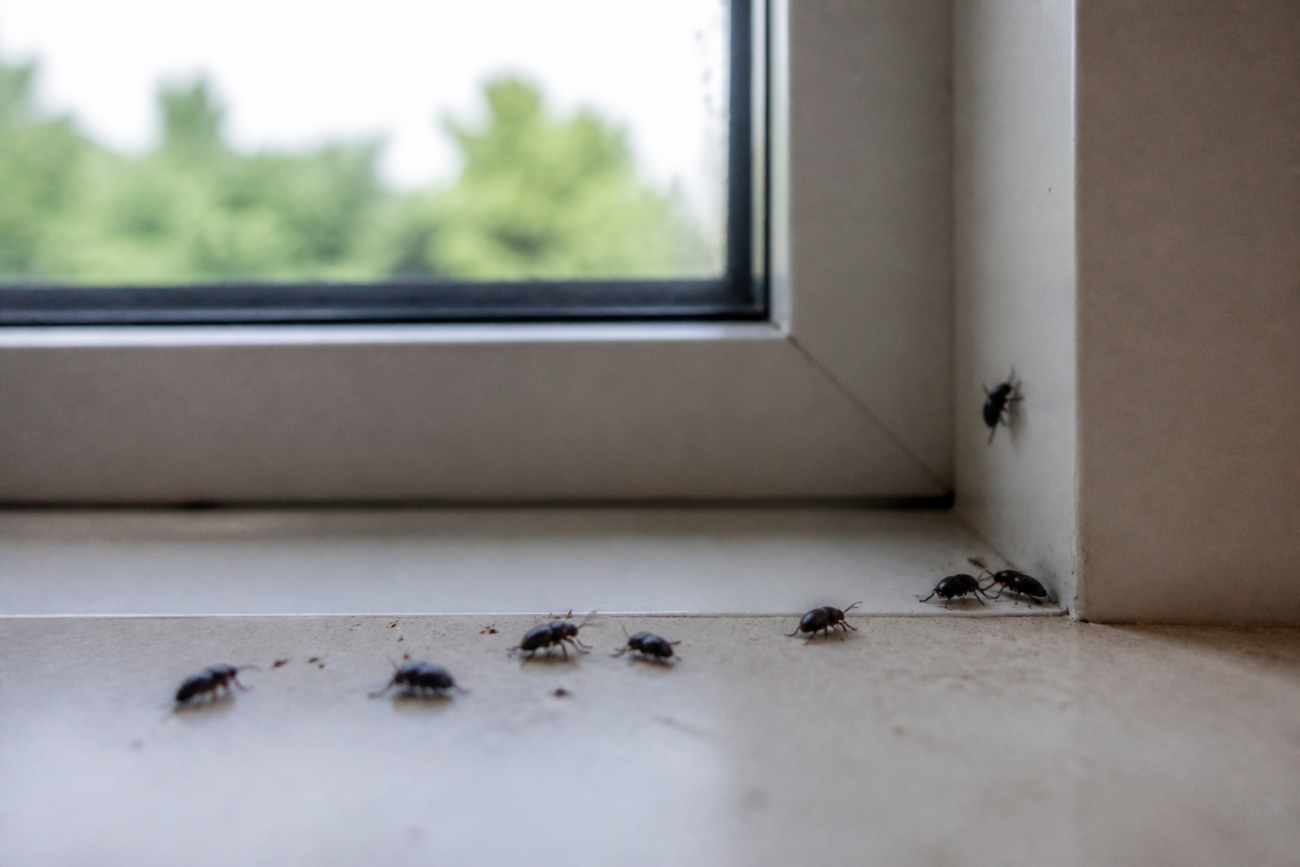 Pourquoi ai-je des coléoptères dans la maison ?
